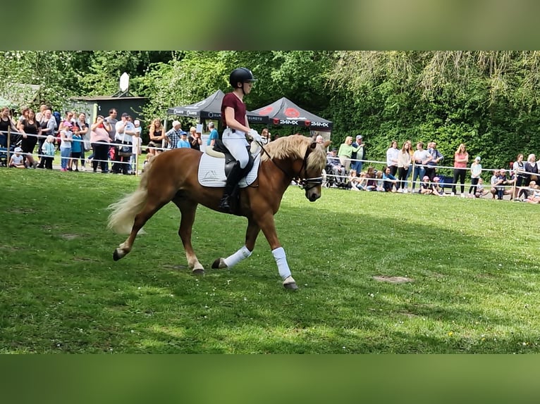 Haflinger Yegua 13 años 143 cm Alazán in Langen