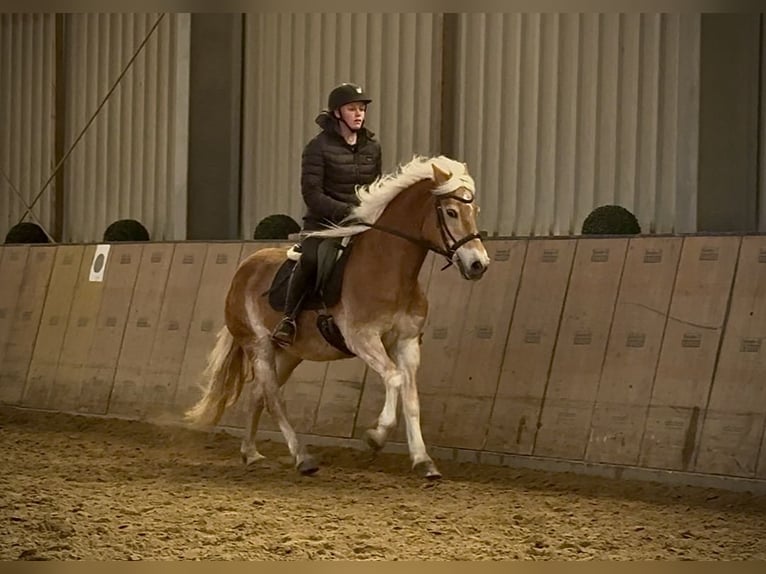 Haflinger Yegua 13 años 145 cm Alazán in Neustadt (Wied)