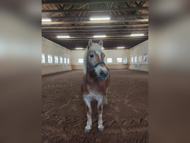 Haflinger Yegua 13 años 148 cm  in Einbeck/Hoppensen