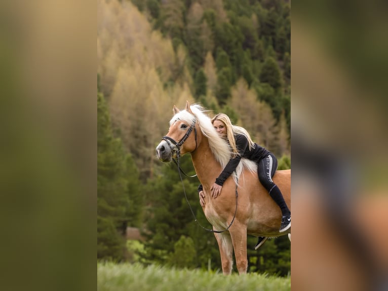 Haflinger Yegua 13 años 149 cm Alazán in Vent