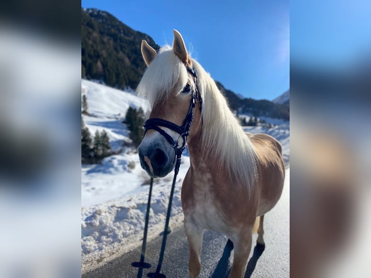 Haflinger Yegua 13 años 149 cm Alazán in Vent