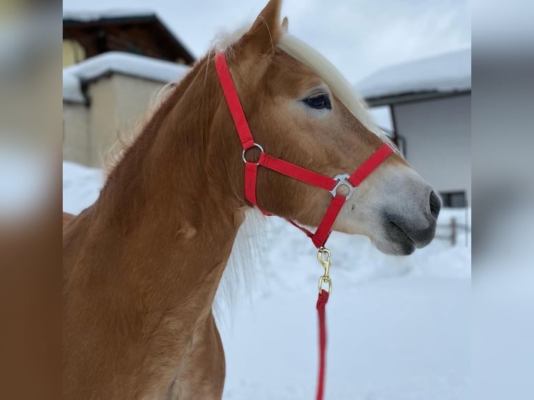 Haflinger Yegua 13 años 149 cm Alazán in Vent