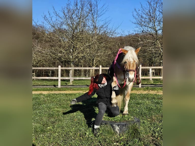 Haflinger Yegua 13 años 150 cm Alazán in Linkenbach