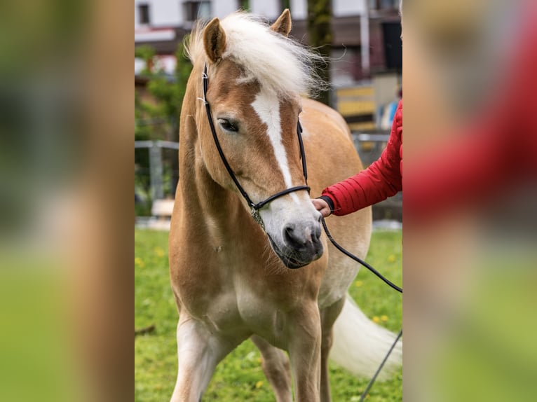 Haflinger Yegua 13 años 150 cm  in Leutasch