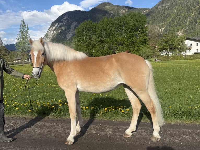 Haflinger Yegua 13 años 150 cm  in Leutasch