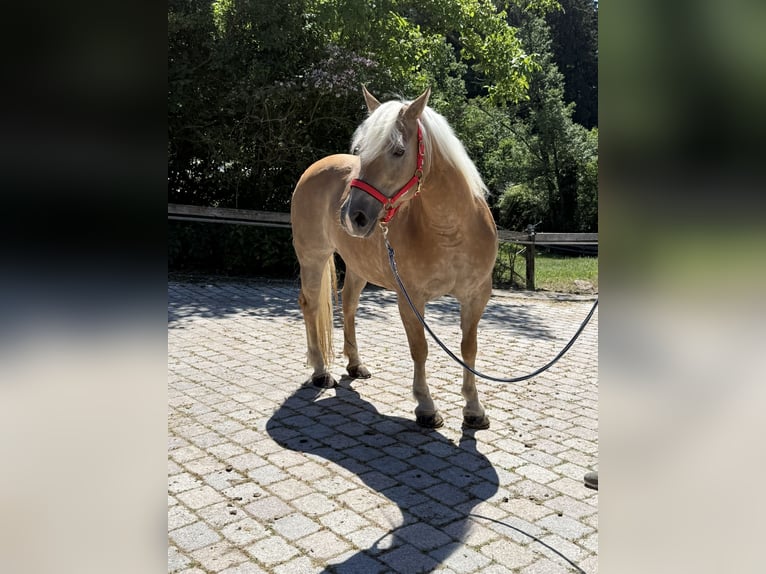Haflinger Yegua 13 años 150 cm Castaño claro in Perlesreut