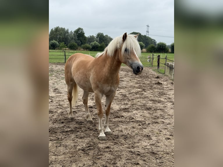 Haflinger Yegua 13 años 150 cm Palomino in Wehl Haflinger Yegua 13 años 150 cm Palomino in Wehl