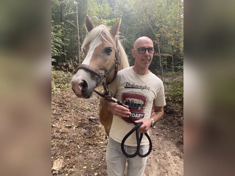 Haflinger Yegua 13 años 153 cm Alazán in Waalwijk