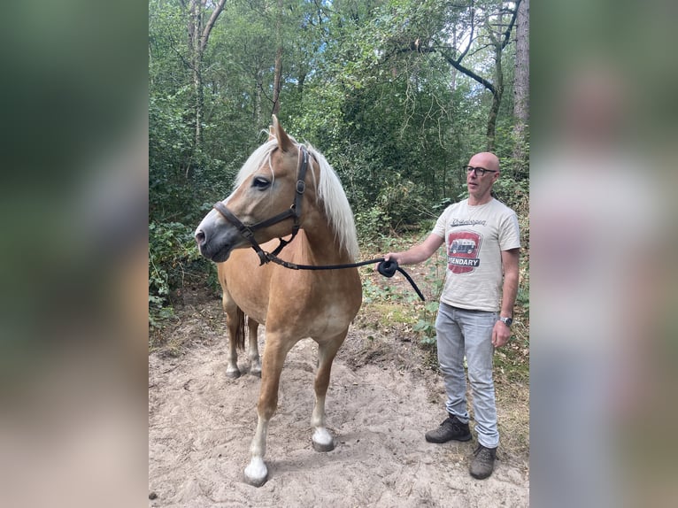 Haflinger Yegua 13 años 153 cm Alazán in Waalwijk