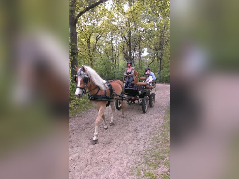 Haflinger Yegua 13 años 153 cm Alazán in Waalwijk