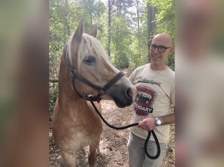 Haflinger Yegua 13 años 153 cm Alazán in Waalwijk