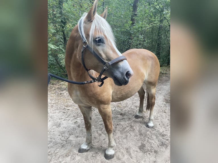 Haflinger Yegua 13 años 153 cm Alazán in Waalwijk