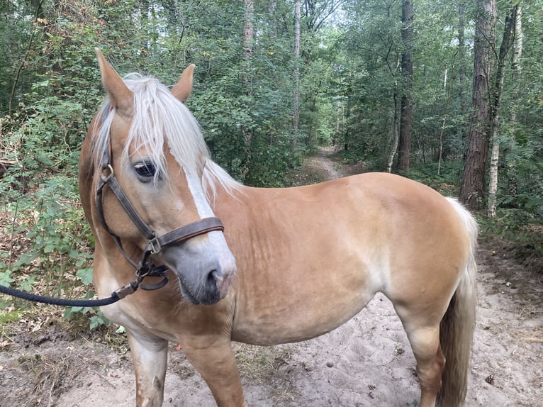 Haflinger Yegua 13 años 153 cm Alazán in Waalwijk