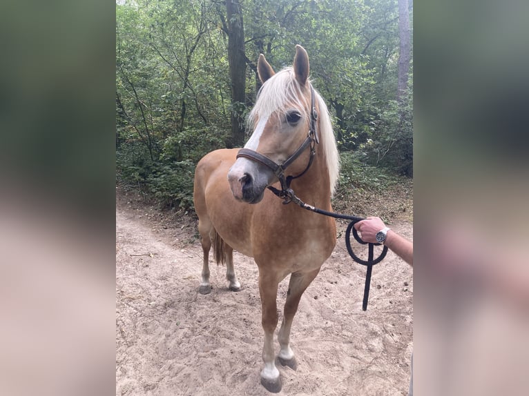 Haflinger Yegua 13 años 153 cm Alazán in Waalwijk