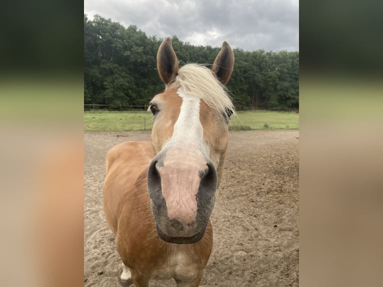 Haflinger Yegua 13 años 153 cm Alazán in Waalwijk