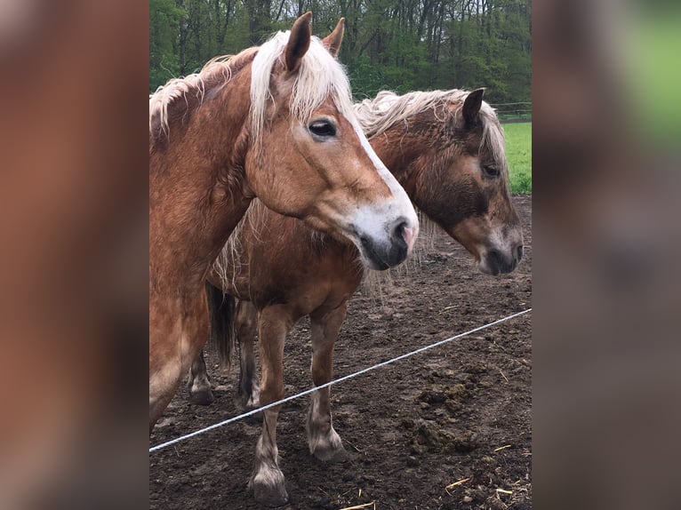 Haflinger Yegua 13 años 153 cm Alazán in Waalwijk