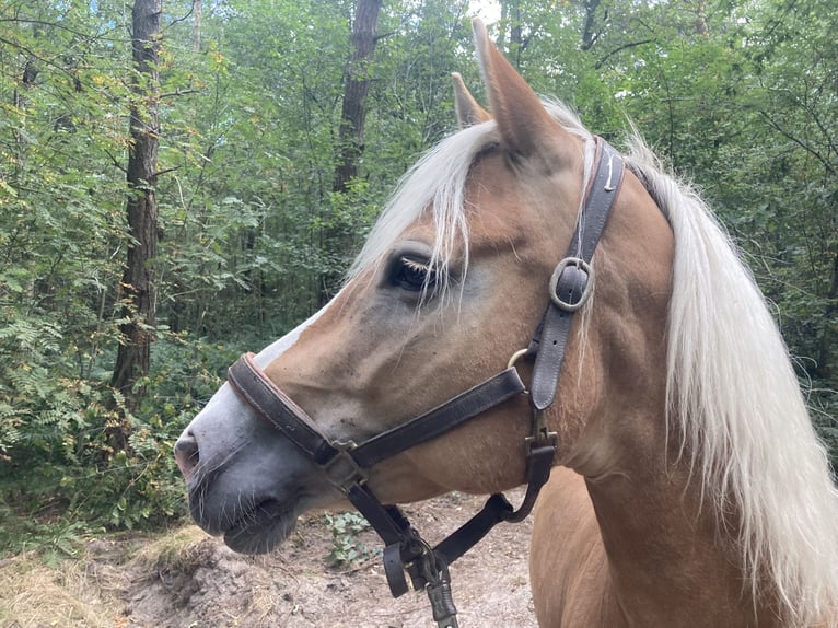 Haflinger Yegua 13 años 153 cm Alazán in Waalwijk