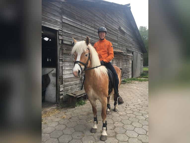 Haflinger Yegua 13 años 153 cm Alazán in Waalwijk