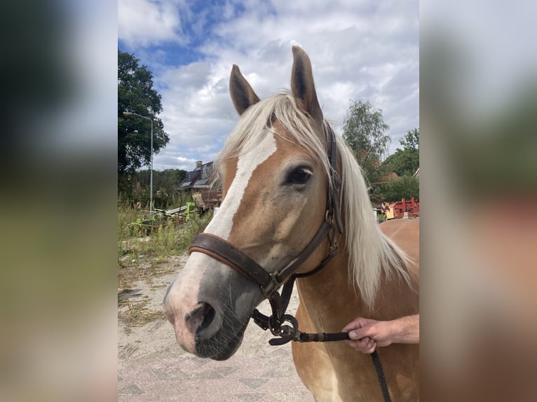 Haflinger Yegua 13 años 153 cm Alazán in Waalwijk
