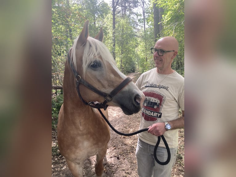 Haflinger Yegua 13 años 153 cm Alazán in Waalwijk