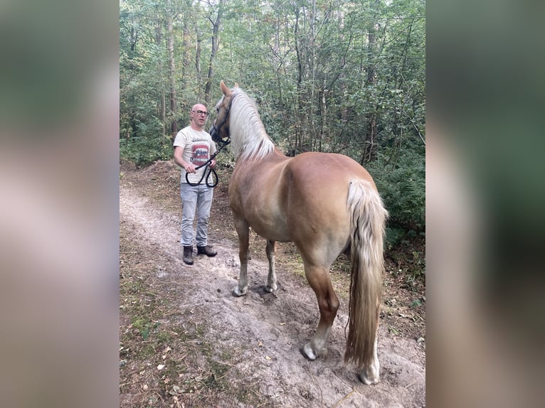 Haflinger Yegua 13 años 153 cm Alazán in Waalwijk