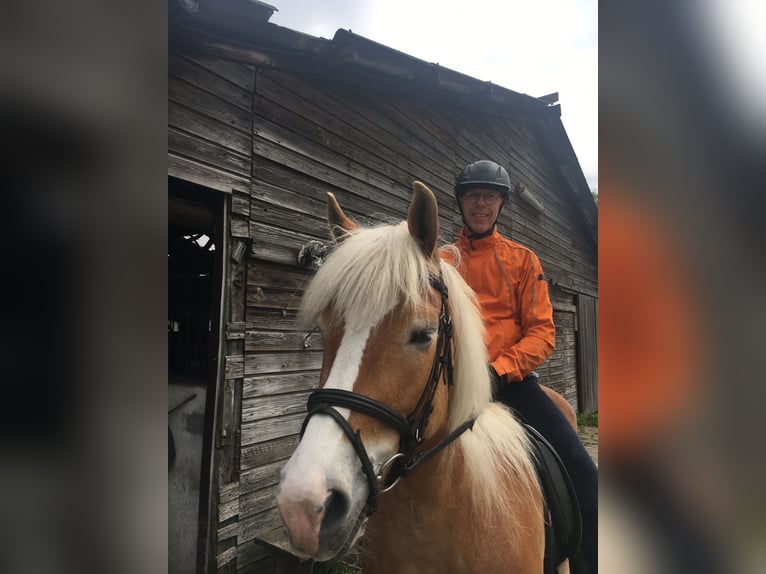 Haflinger Yegua 13 años 153 cm Alazán in Waalwijk
