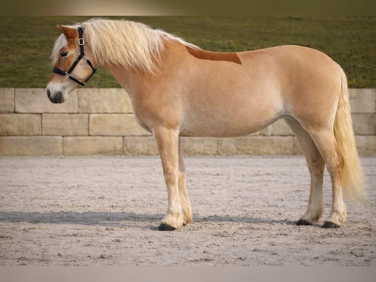Haflinger Yegua 13 años 153 cm Alazán in Nettersheim