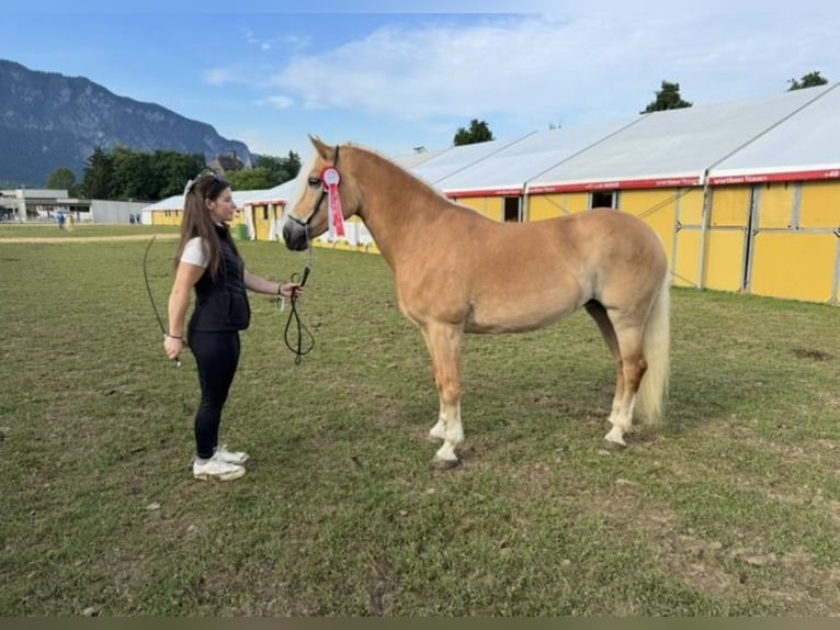 Haflinger Yegua 13 años 155 cm  in Serfaus