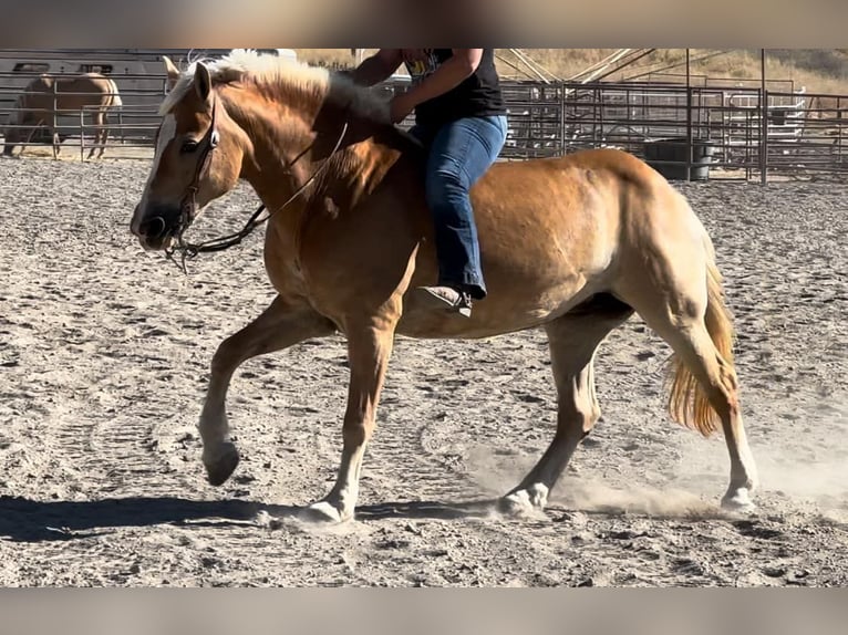 Haflinger Yegua 13 años Alazán-tostado in Bitterwater CA