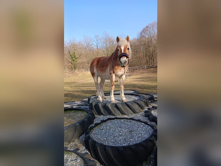 Haflinger Yegua 14 años 138 cm Alazán rojizo in Mannersdorf am Leithagebirge