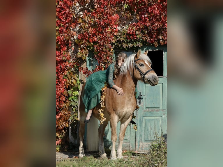 Haflinger Yegua 14 años 138 cm Alazán rojizo in Mannersdorf am Leithagebirge