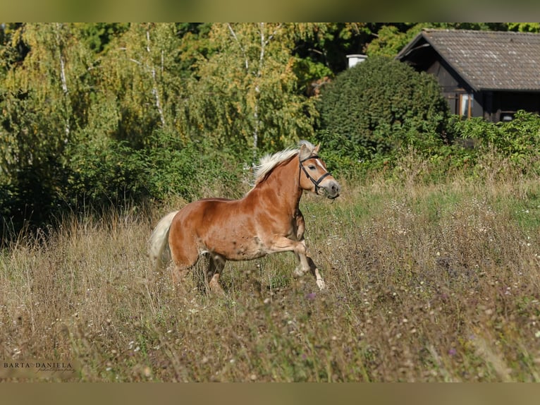 Haflinger Yegua 14 años 138 cm Alazán rojizo in Mannersdorf am Leithagebirge