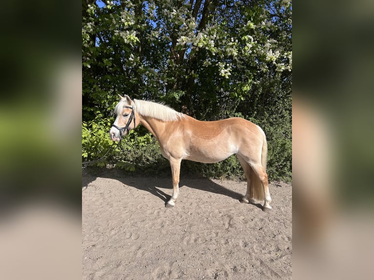 Haflinger Yegua 14 años 143 cm Alazán in Wunstorf