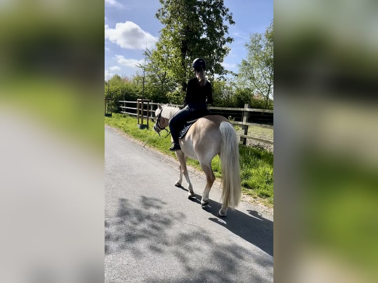 Haflinger Yegua 14 años 143 cm Alazán in Wunstorf