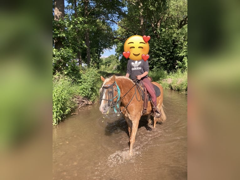 Haflinger Yegua 14 años 145 cm Alazán in Ballenstedt