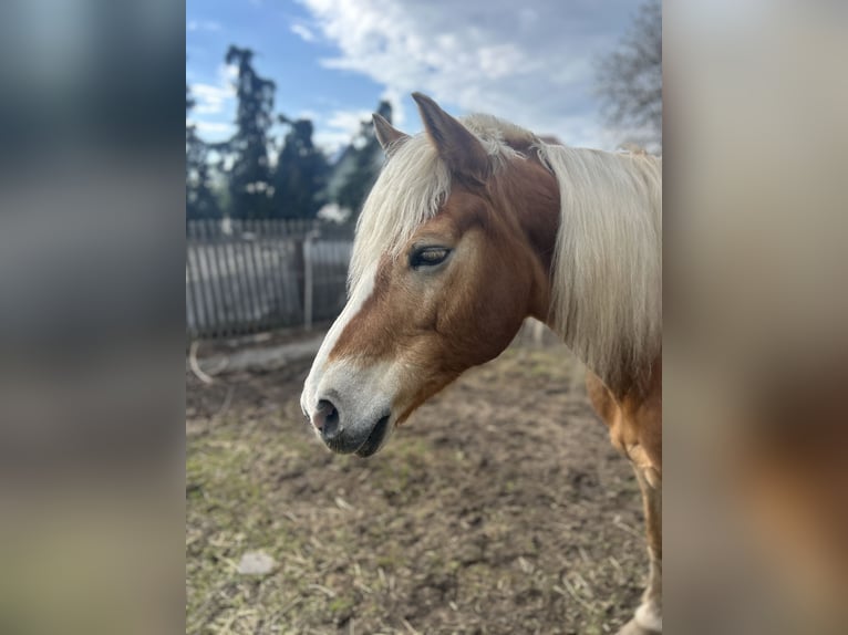 Haflinger Yegua 14 años 145 cm Alazán in Ballenstedt