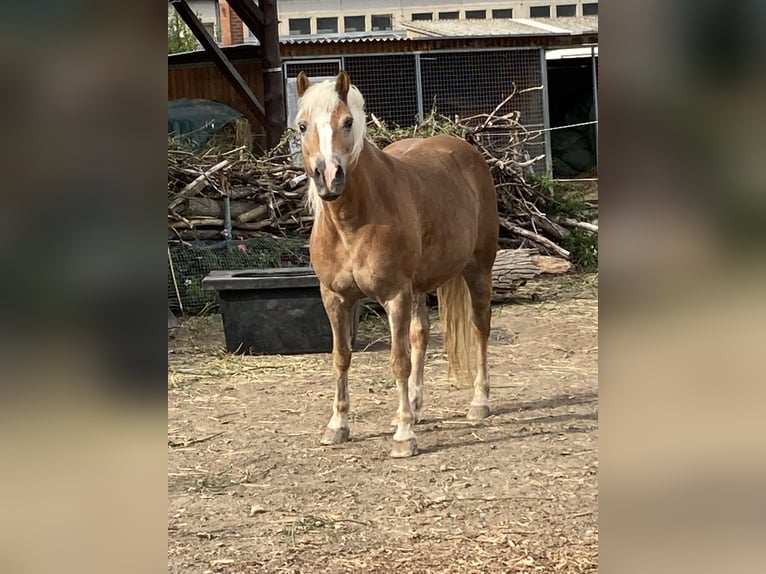 Haflinger Yegua 14 años 145 cm Alazán in Ballenstedt