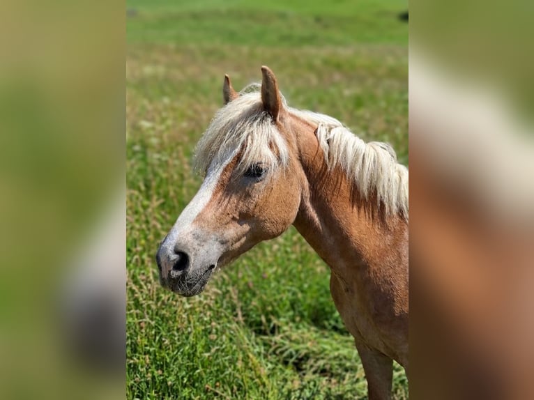 Haflinger Yegua 14 años 145 cm Alazán in Kirchbichl