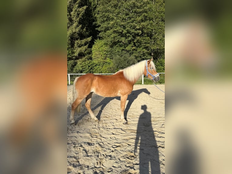 Haflinger Yegua 14 años 147 cm Alazán in Hranitzen