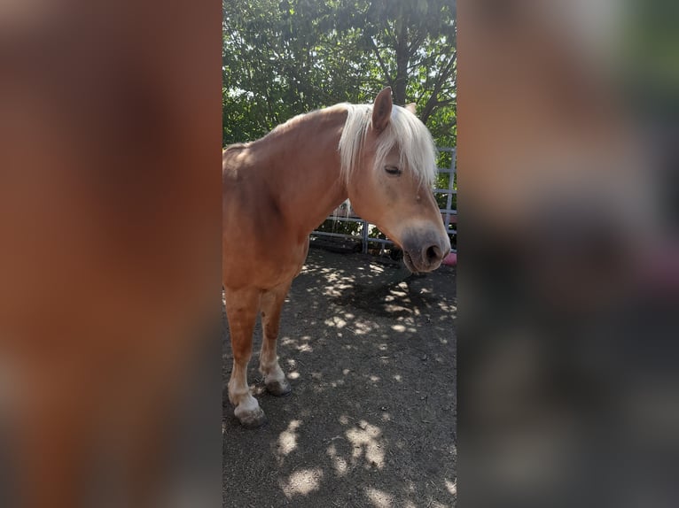 Haflinger Yegua 14 años 147 cm  in Wendelsheim