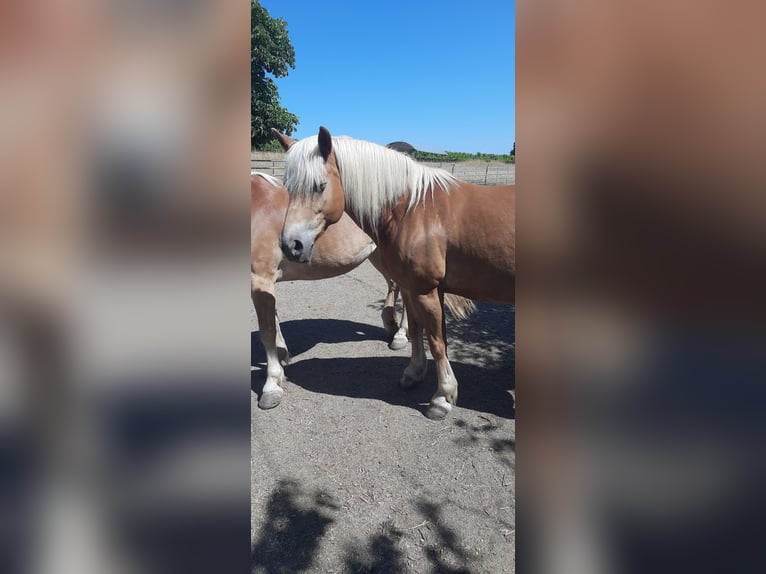Haflinger Yegua 14 años 147 cm  in Wendelsheim