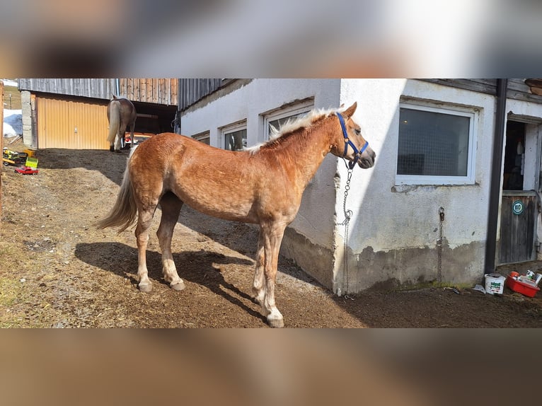 Haflinger Yegua 14 años 148 cm Alazán in Namlos