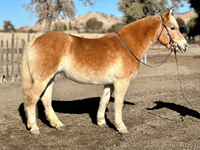 Haflinger Yegua 14 años 150 cm Alazán-tostado in Bitterwater CA