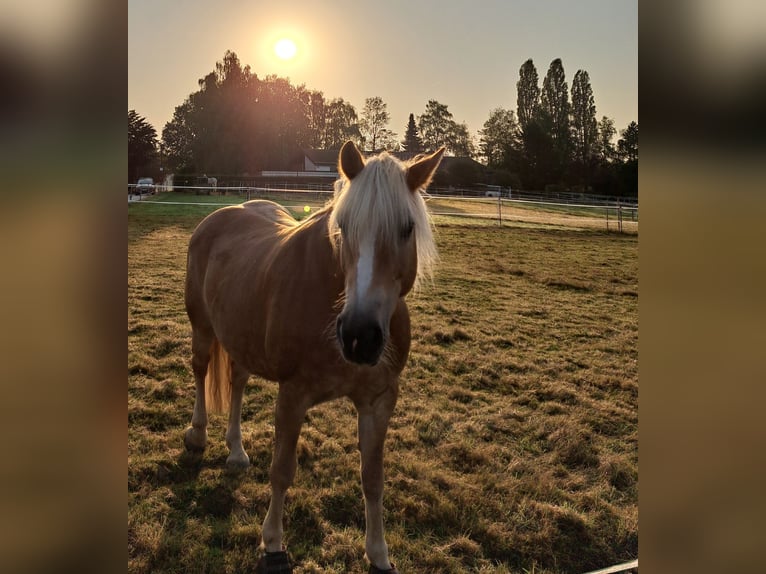 Haflinger Yegua 14 años 151 cm Alazán in Großmaischeid