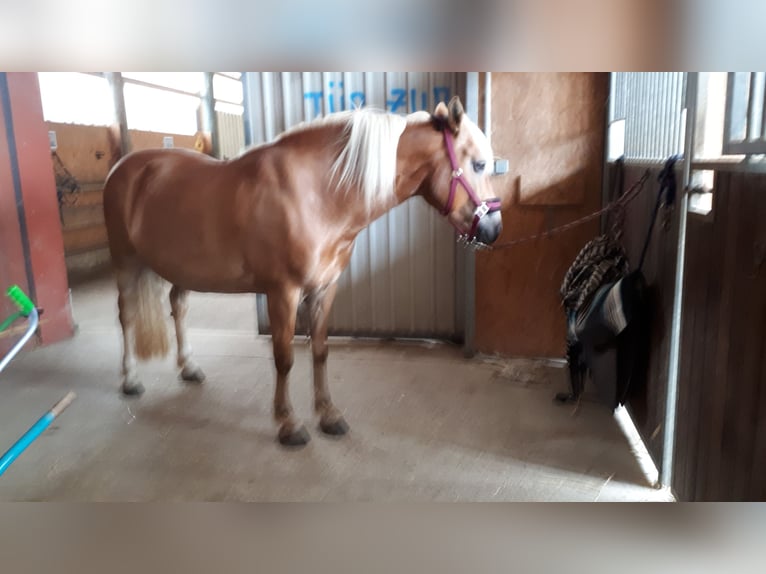 Haflinger Yegua 14 años 153 cm Alazán-tostado in Rheinbach