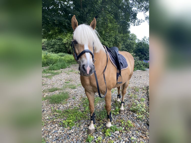 Haflinger Yegua 14 años 155 cm in Oschersleben