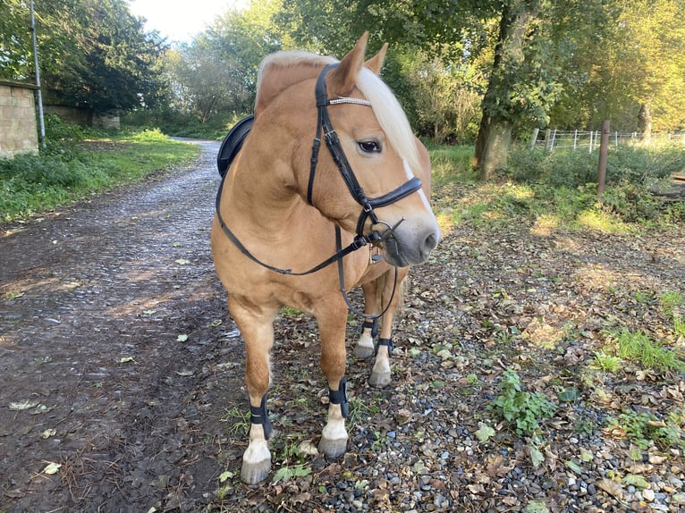 Haflinger Yegua 14 años 155 cm in Oschersleben