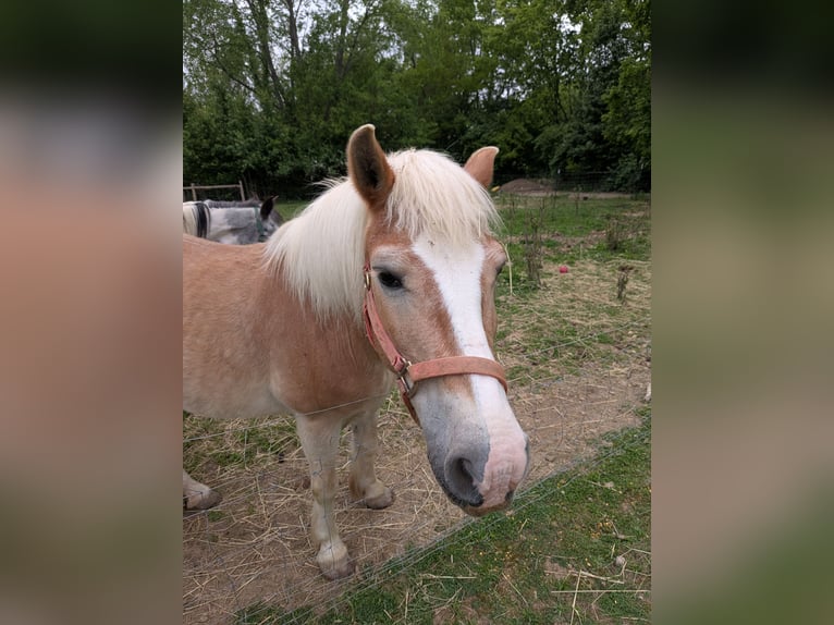 Haflinger Yegua 15 años 132 cm Alazán-tostado in New Carlisle, Ohio