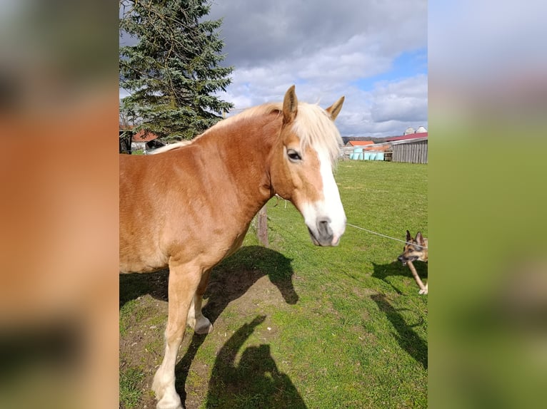 Haflinger Yegua 15 años 140 cm Alazán in Berching