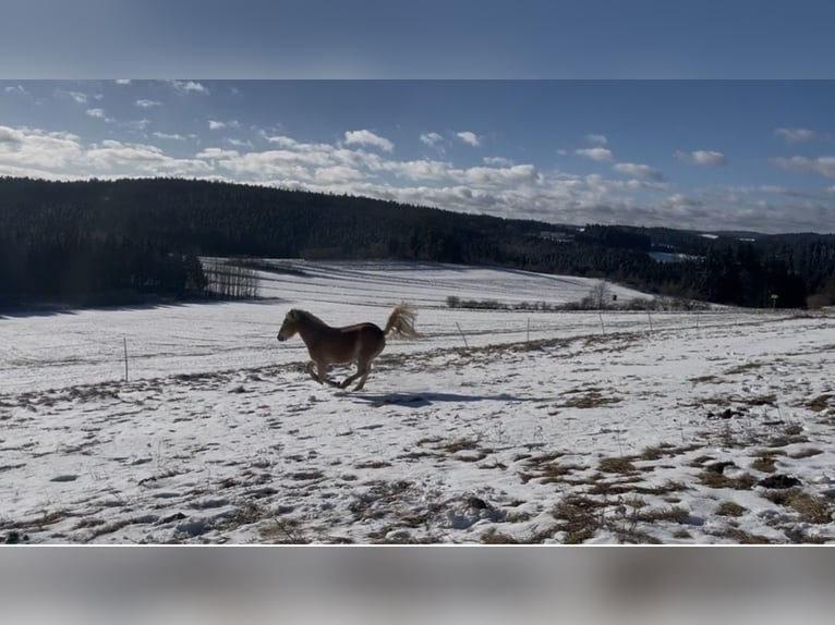 Haflinger Yegua 15 años 145 cm Alazán in Loschberg